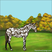 Horse Color:Midnight Buckskin Sabino Near Leopard
