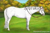 Horse Color:Silver Amber Champagne Sabino Splash Appaloosa Rabicano Brindle