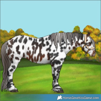 Horse Color:Bay Appaloosa 