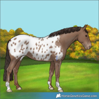Horse Color:Classic Champagne Appaloosa