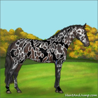 Horse Color:Bay Sabino Appaloosa 