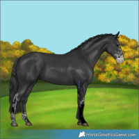Horse Color:Black Sabino