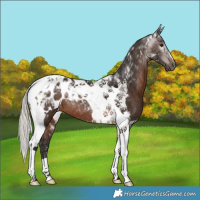 Horse Color:Gray Silver Brown Tobiano Appaloosa 