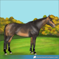 Horse Color:Buckskin 