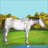 Horse Color:Gray Classic Champagne Tobiano 