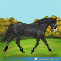 Horse Color:Black Sabino