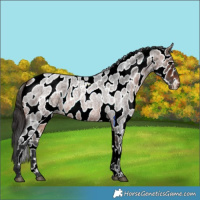 Horse Color:Bay Roan Leopard 