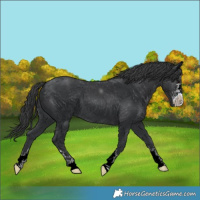 Horse Color:Black 