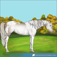 Horse Color:Gray Silver Smoky Black Pearl Tobiano 
