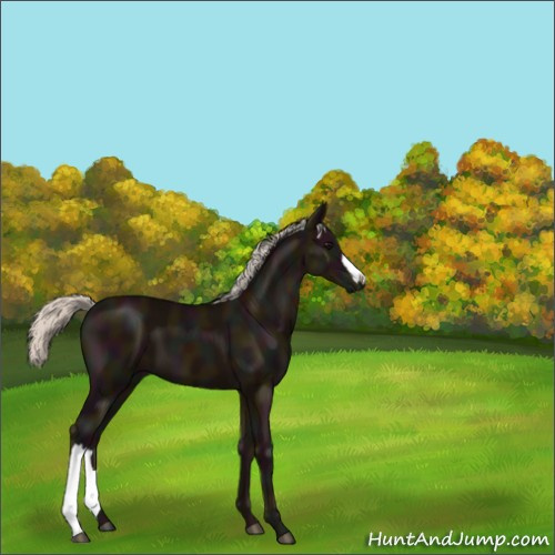 Horse Color:Midnight Silver Black 