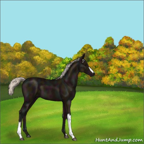 Horse Color:Midnight Silver Black 
