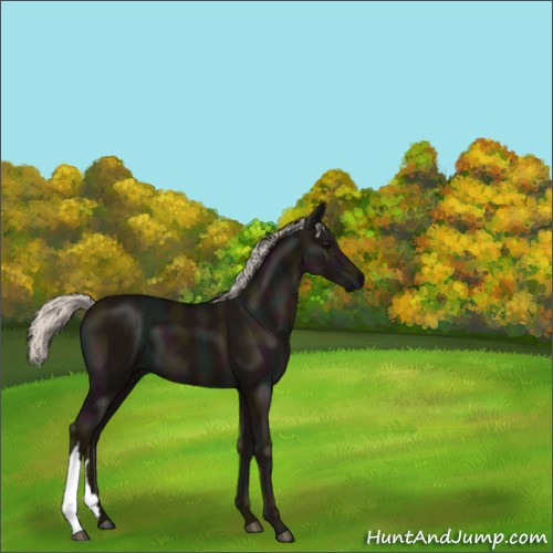Horse Color:Midnight Silver Black 