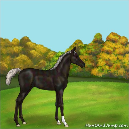 Horse Color:Midnight Silver Black 