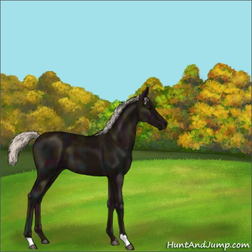 Horse Color:Midnight Silver Black 