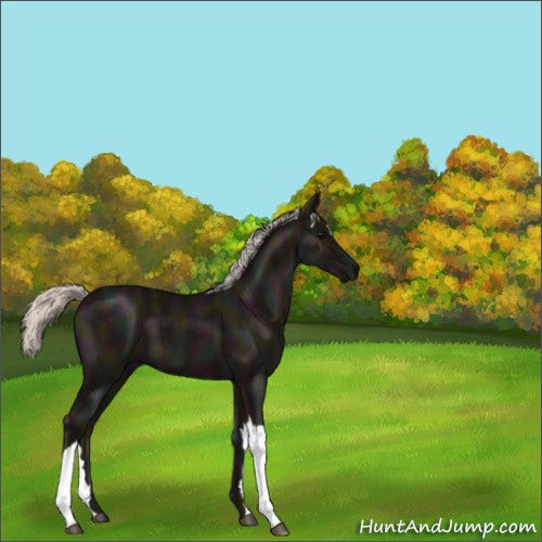 Horse Color:Midnight Silver Black 