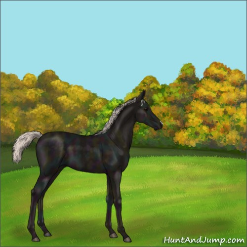 Horse Color:Midnight Silver Black 