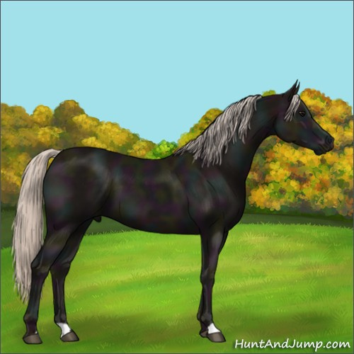 Horse Color:Midnight Silver Black 