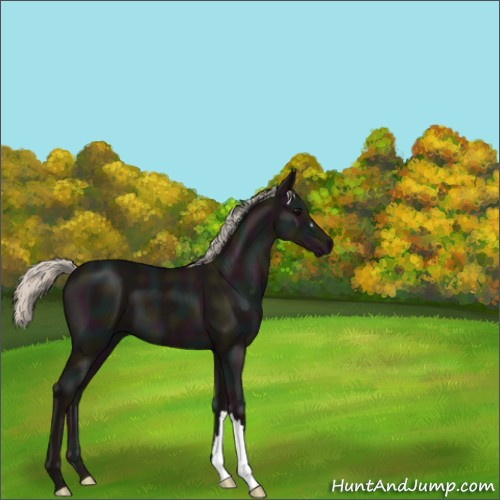 Horse Color:Midnight Silver Black 