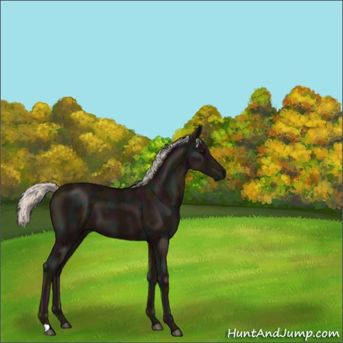Horse Color:Midnight Silver Black 