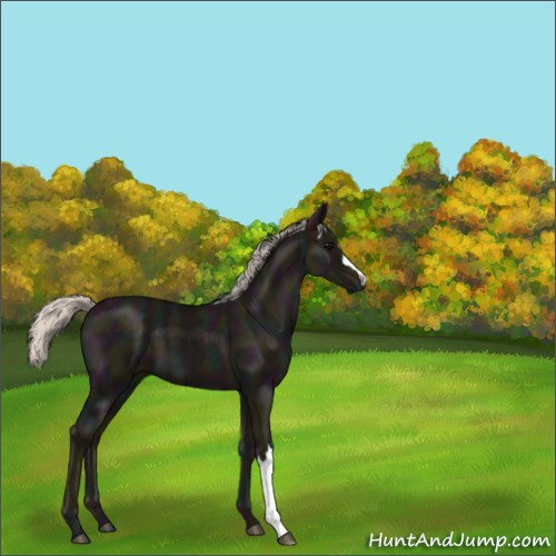 Horse Color:Midnight Silver Black 