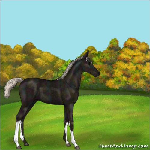 Horse Color:Midnight Silver Black 