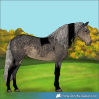 Horse Color:Void Silver Smoky Black Tobiano 