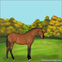 Horse Color:Void Buckskin Sabino