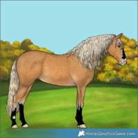 Horse Color:Palomino 