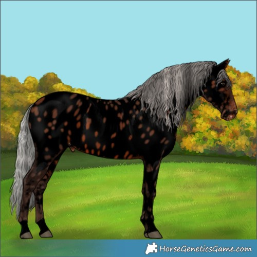 Horse Color:Void Silver Brown Appaloosa 