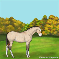 Horse Color:Buckskin Roan Dun Splash 