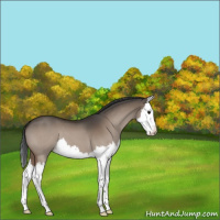 Horse Color:Bay Roan Dun Splash 