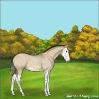 Horse Color:Buckskin Roan Dun Splash 
