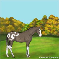 Horse Color:Smoky Grullo Sabino Splash Appaloosa 