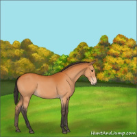 Horse Color:Buckskin Sabino 