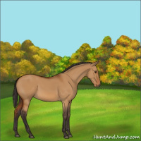 Horse Color:Buckskin Dun Sabino 