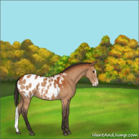 Horse Color:Buckskin Sabino Splash Appaloosa 