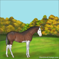 Horse Color:Brown Roan Splash 