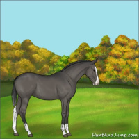 Horse Color:Black Sabino Splash 
