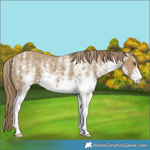 Horse Color:White Spotted Classic Cream Champagne Appaloosa 