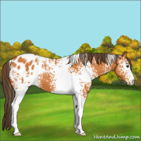 Horse Color:White Spotted Buckskin Appaloosa