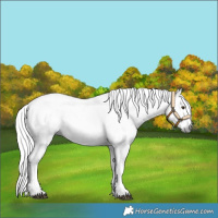 Horse Color:Gray White Spotted Chocolate Palomino Splash Appaloosa 