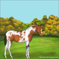 Horse Color:Bay Tobiano Blanket 