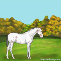 Horse Color:White Spotted Bay Tobiano Appaloosa 