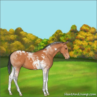 Horse Color:Bay Tobiano 