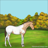 Horse Color:Bay Dun Tobiano Appaloosa 