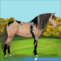 Horse Color:Amber Champagne Tobiano