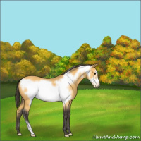 Horse Color:Buckskin Frame 