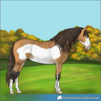 Horse Color:Buckskin Frame 