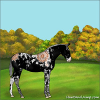 Horse Color:Bay Sabino 