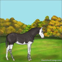 Horse Color:Smoky Black Splash 